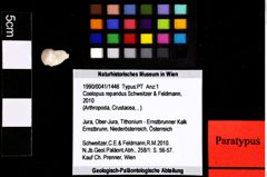 Foto (Objket + Etiketten) von Cracensigillatus acutirostris (Moericke, 1889) 